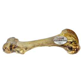 Femur Bone